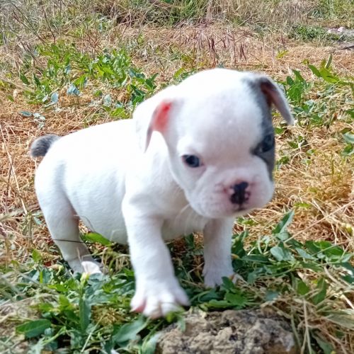 Chiot bouledogue français exotique
