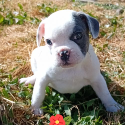 Chiot bouledogue français exotique