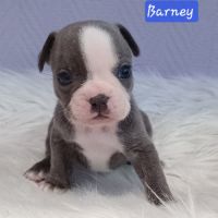 Chiot bouledogue français exotique #1