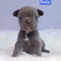 Chiot bouledogue français exotique #0