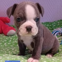 Chiot bouledogue français exotique