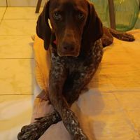 Kiara la belle setter chocolat #0