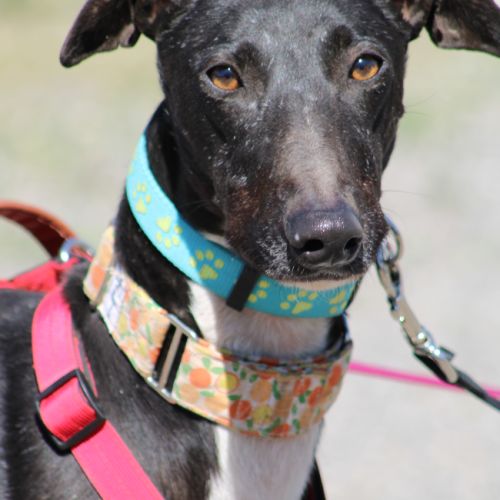 Harrison beau galgo donnez lui sa chance #1