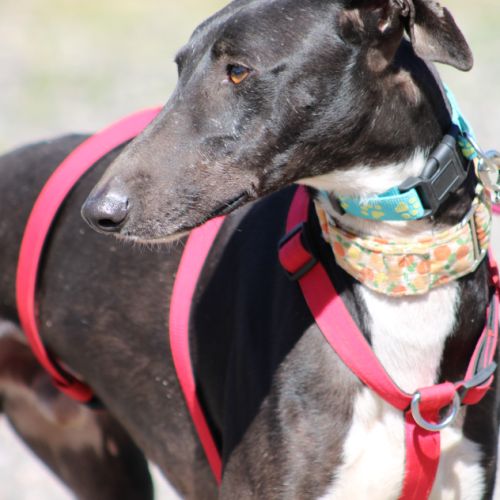 Harrison beau galgo donnez lui sa chance #0