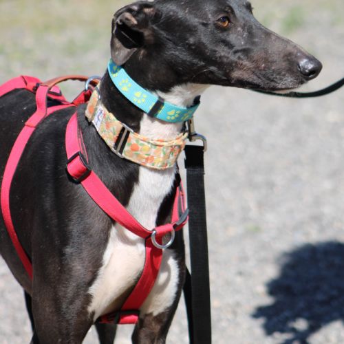 Harrison beau galgo donnez lui sa chance #4