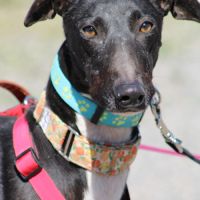 Harrison beau galgo donnez lui sa chance #1