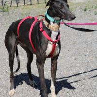 Harrison beau galgo donnez lui sa chance #3