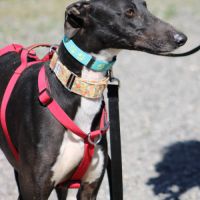 Harrison beau galgo donnez lui sa chance #4