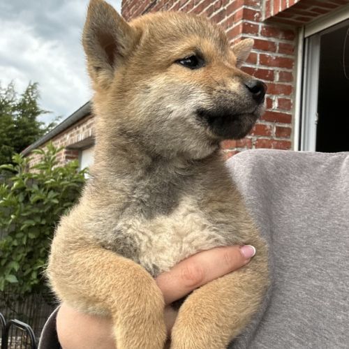 Shiba inu lof - sélection élevage familial #1