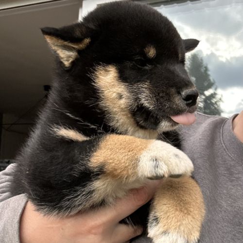 Shiba inu lof - sélection élevage familial