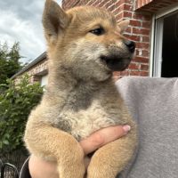 Shiba inu lof - sélection élevage familial #1
