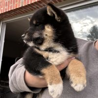 Shiba inu lof - sélection élevage familial #2
