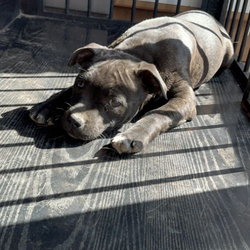 Staffie femelle lof #1