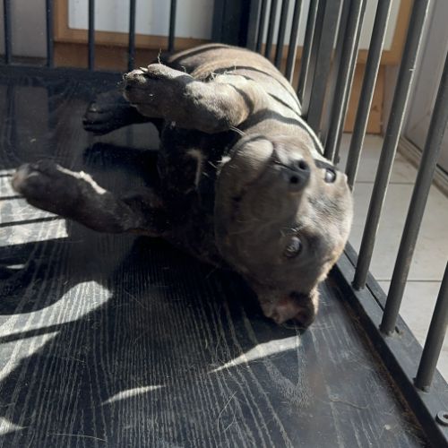 Staffie femelle lof #2