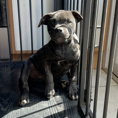 Staffie femelle lof #3