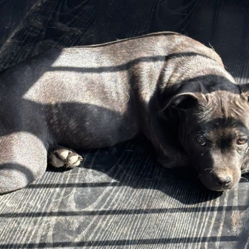 Staffie femelle lof #4