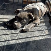 Staffie femelle lof #1