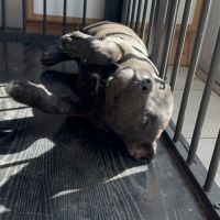 Staffie femelle lof #2