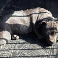 Staffie femelle lof #4