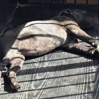 Staffie femelle lof