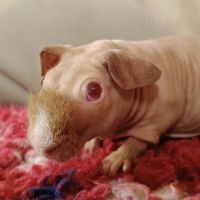Cochons d'inde skinny #0