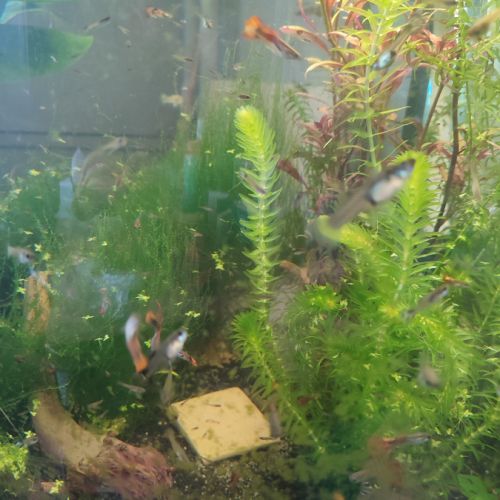 Lot de guppys #1