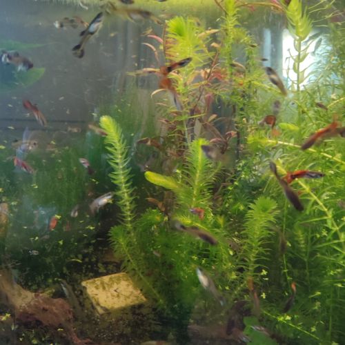 Lot de guppys #2