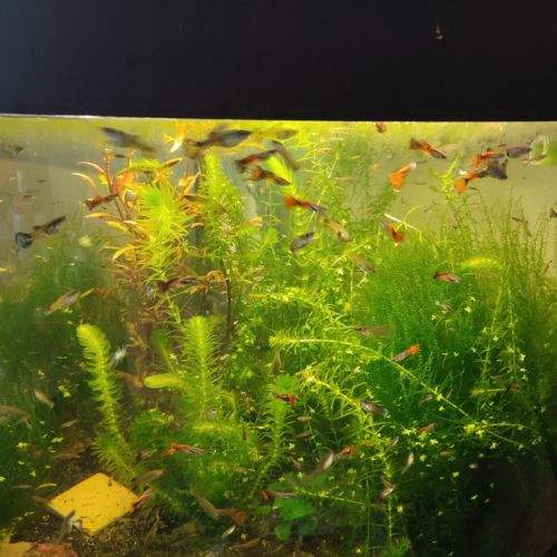 Lot de guppys #5