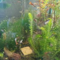 Lot de guppys #1