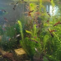 Lot de guppys #2