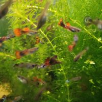 Lot de guppys
