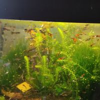 Lot de guppys #4