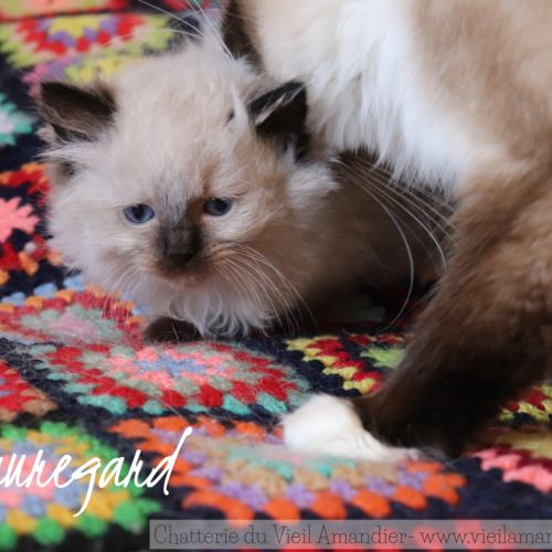 Magnifiques chatons ragdoll seal point à réserver #2