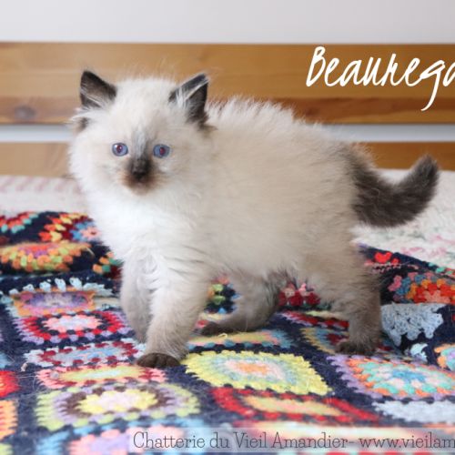 Magnifiques chatons ragdoll seal point à réserver #3