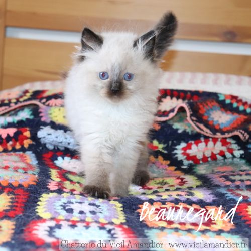 Magnifiques chatons ragdoll seal point à réserver