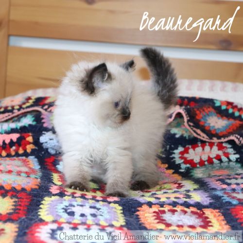 Magnifiques chatons ragdoll seal point à réserver #5