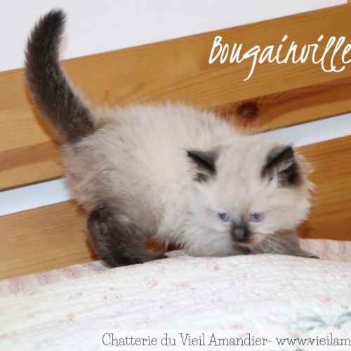Magnifiques chatons ragdoll seal point à réserver #6