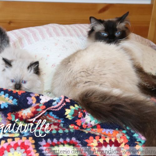 Magnifiques chatons ragdoll seal point à réserver #7