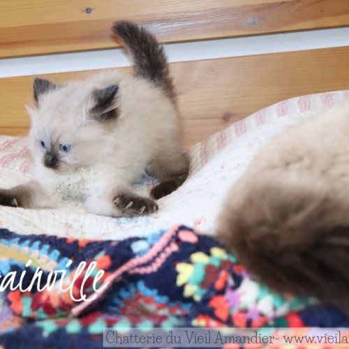 Magnifiques chatons ragdoll seal point à réserver #8