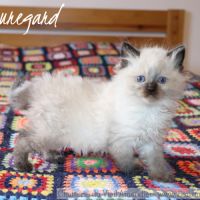 Magnifiques chatons ragdoll seal point à réserver #1