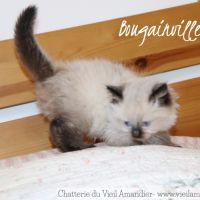 Magnifiques chatons ragdoll seal point à réserver #6