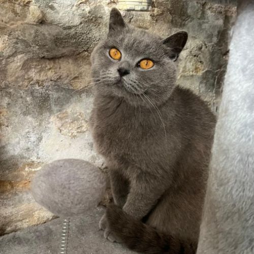 Chatons type british shorthair / scottish fold #1