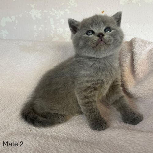 Chatons type british shorthair / scottish fold #3