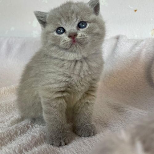Chatons type british shorthair / scottish fold #4