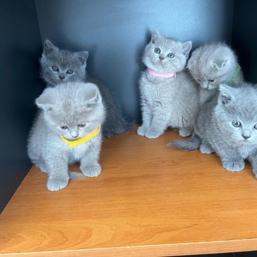Chatons type british shorthair / scottish fold #7