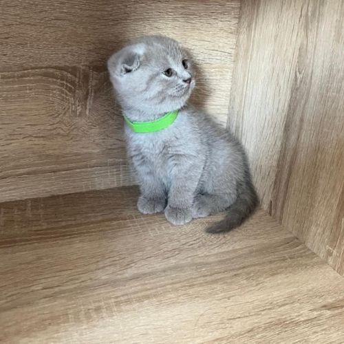 Chatons type british shorthair / scottish fold #9