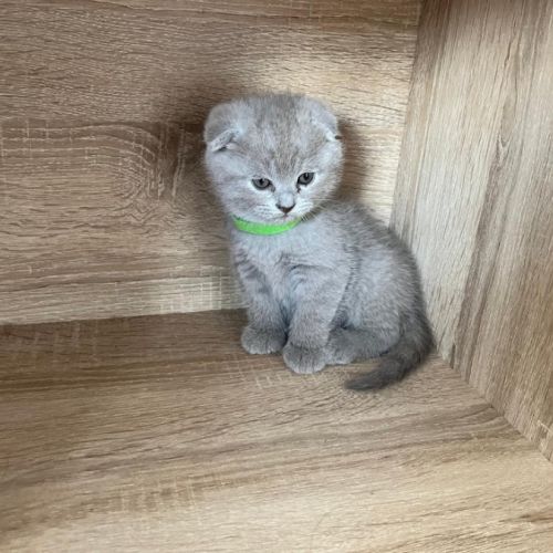 Chatons type british shorthair / scottish fold #10