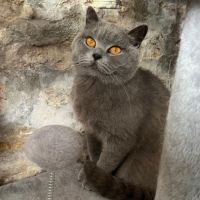 Chatons type british shorthair / scottish fold #1