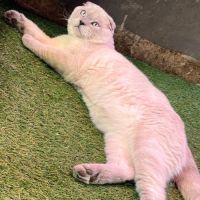 Chatons type british shorthair / scottish fold #2