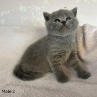 Chatons type british shorthair / scottish fold #3